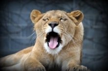 Im Plättli Zoo Löwen bestaunen und Waschbären füttern